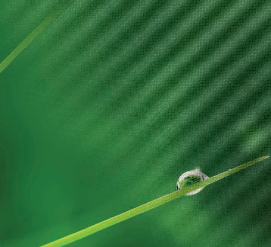 Green leaf — sustainable growth